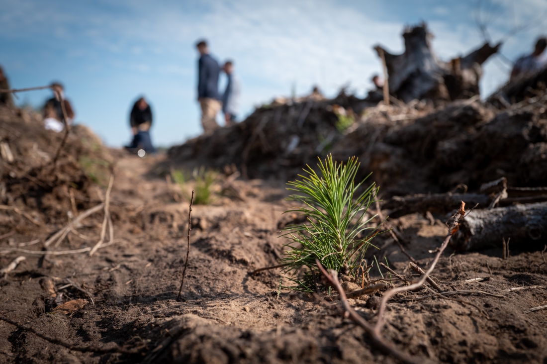 Read more about the article Uczniowie sadzą drzewa. Lekcja ekologii w praktyce