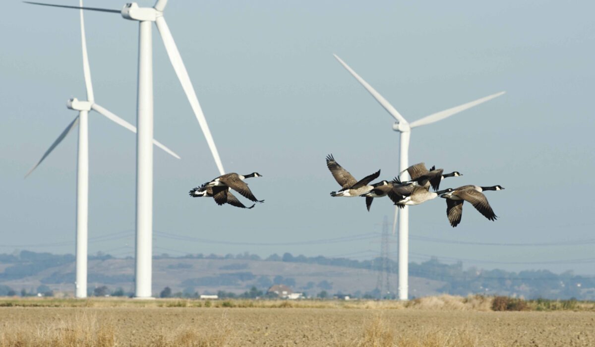 Monografia ZUT-u rozwiewa mity o wiatrakach i ekologii?