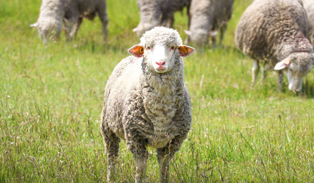 Porozmawiajmy o polskich owcach i polskiej wełnie, bo one tu są